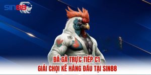 Đá Gà Trực Tiếp C1 Giải Chọi Kê Hàng Đầu Tại Sin88