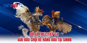Đá Gà Trực Tiếp C4 - Giải Đấu Chọi Kê Hàng Đầu Tại Sin88
